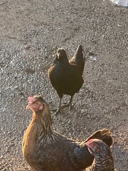 Araukana kohut 5 kusov