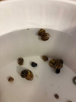 Mini ampulárie asolene spixi