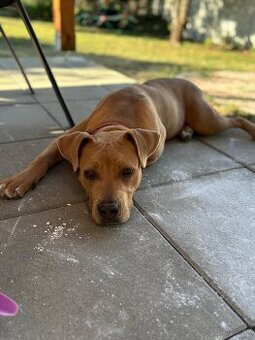 Staford fenka darujem