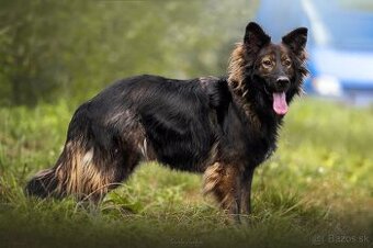 Darujem chlpatého krásavca Ramiho - mix dlhorstý ovčiak
