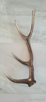 Parozie zhod zhody parohy jelen stnec daniel