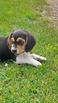 Beagle