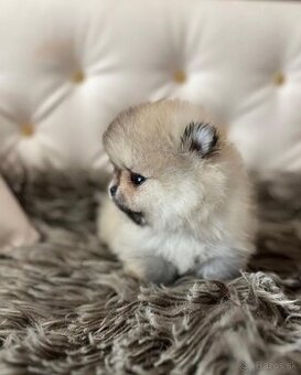 Pomeranian mini