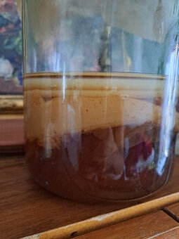 scoby, kombucha