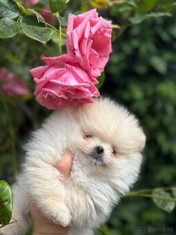 Pomeranian
