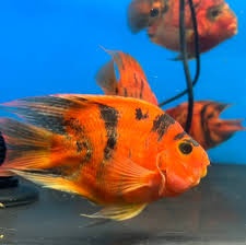 creinicichla zebrina+mix