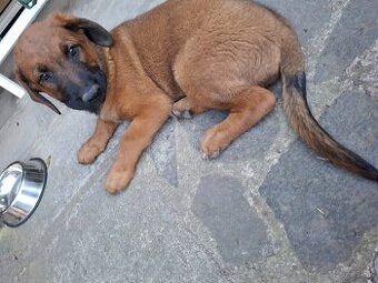 POSLEDNÉ ŠTENIATKO HĽADÁ SVOJ NOVÝ DOMOV