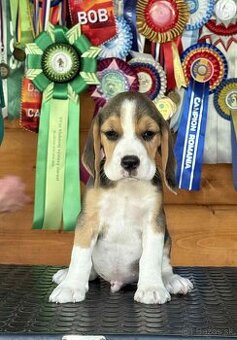 Bigel, bigl, beagle s PP - 1