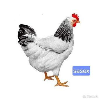 Mládky Dominant. ( Sussex)