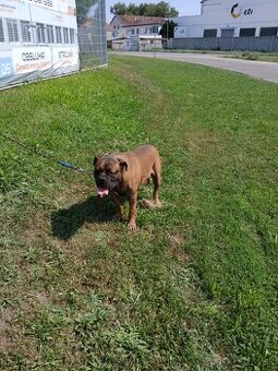 American bully XXL
