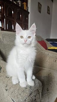 Mainské mývalie mačiatka s rodokmeňom.

