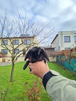 Zakrslý králik baranček rex