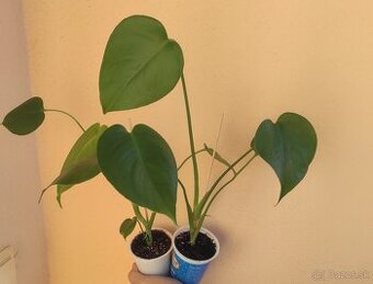 MONSTERA DELICIOSA