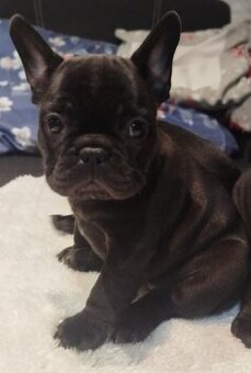 Francuzsky buldoček