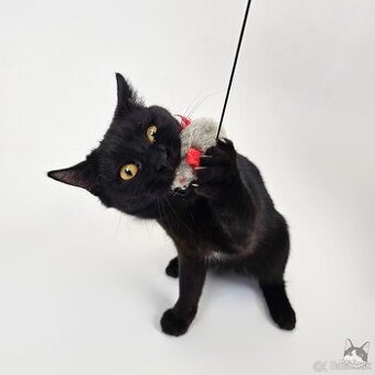 Drobunká POPPY hľadá domov