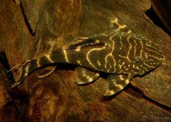 Panaqolus Maccus L162