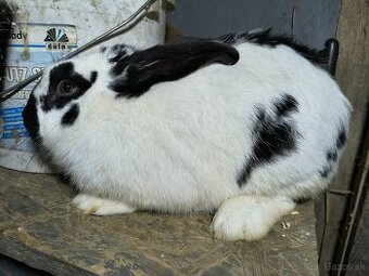 Predám králiky samce