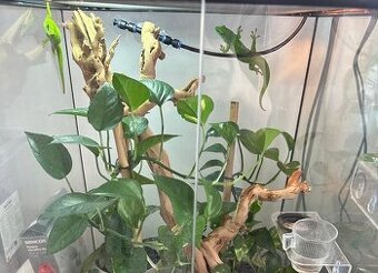 Felzuma madagaskarska