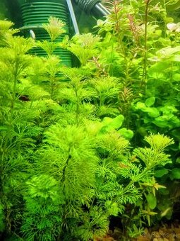 Rastlinky ,Rastliny do akvaria.