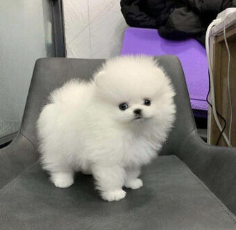 Šteniatka pomeraniana hľadajú domov.