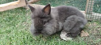 Oroszlánfejű nyúl eladó(Hím) / Levýčkový králik na predaj