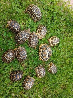 Korytnacka Leopardia (stigmochelys pardalis babcocki)