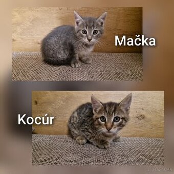 Darujem mačiatko