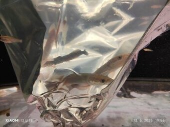 arapaima gigas+mix