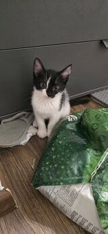 Mačiatka na adopciu