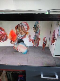 Discus red tyrkys