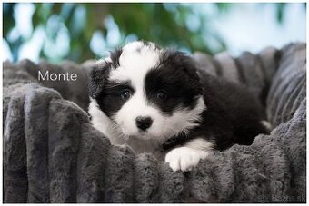 Border Collie Border Kolia s PP FCI
