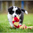 Border Collie Border Kolia s PP FCI