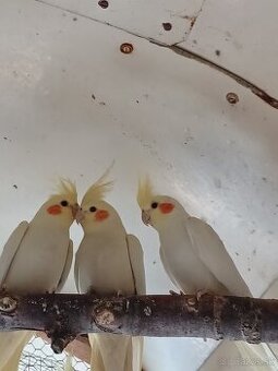 Predám korely lutino