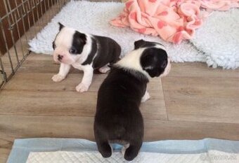 K dispozícii sú zdravé šteniatka bostonského teriéra.