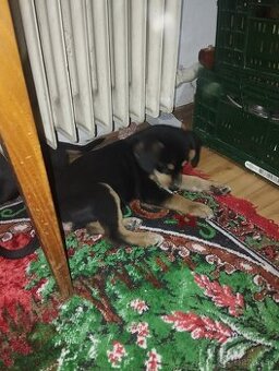 Darujem šteniatka psa fenku