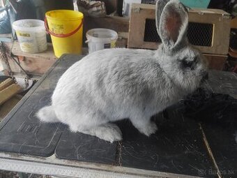 Predám králiky Vss
