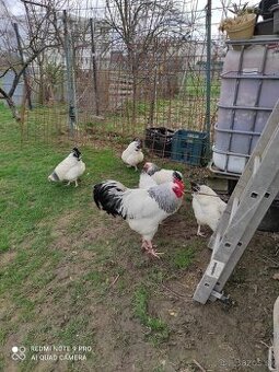 Sasex nasadove vajíčka