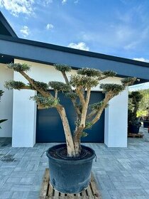 Olivovník Oleaeuropaea bonsai - 1