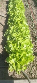 Planty jarneho salatu