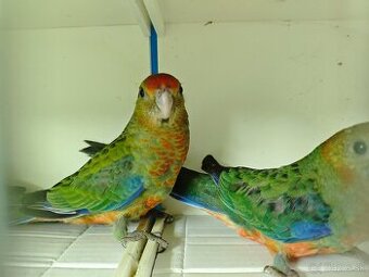 Rozela žltolíca / Platycercus icterotis