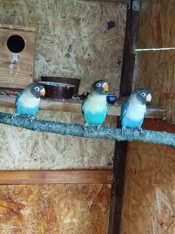 NEOFEMA a AGAPORNIS