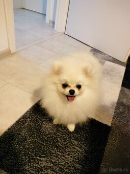Pomeranian