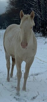 Aph Qh quarter Paint