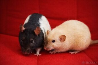 🐀🤍 Malé biele potkaníky hľadajú domov 🤍🐀