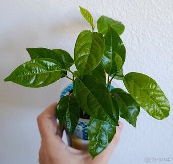 Marakuja / Mučenka jedlá