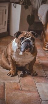 Anglický Bulldog na krytie