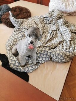 Dospelý pudel toy s preukazom pôvodu