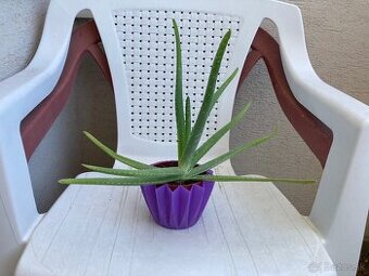 Darujem aloe vera