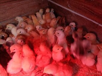 Ponúkame kuriatka vakcinovane 7dňove cena 1,40eur