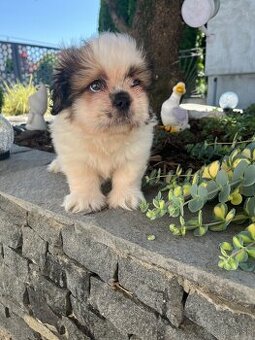 shi-tzu